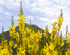 Continue reading California Wildflowers and Butterflies on the Tunnel to Nowhere Hike