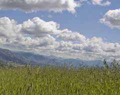 Continue reading Hiking Los Angeles: O’Melveny Park