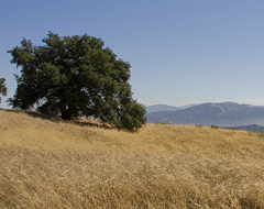 Continue reading Hiking Los Angeles:  Finding Oil in Towsley Canyon, Ed Davis Park