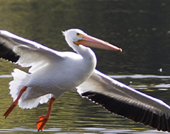Continue reading Flying: Birds at Legg Lake