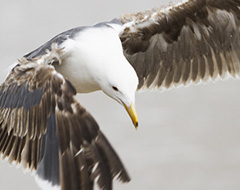 Continue reading On The Beach with Seagulls, Sand and Water